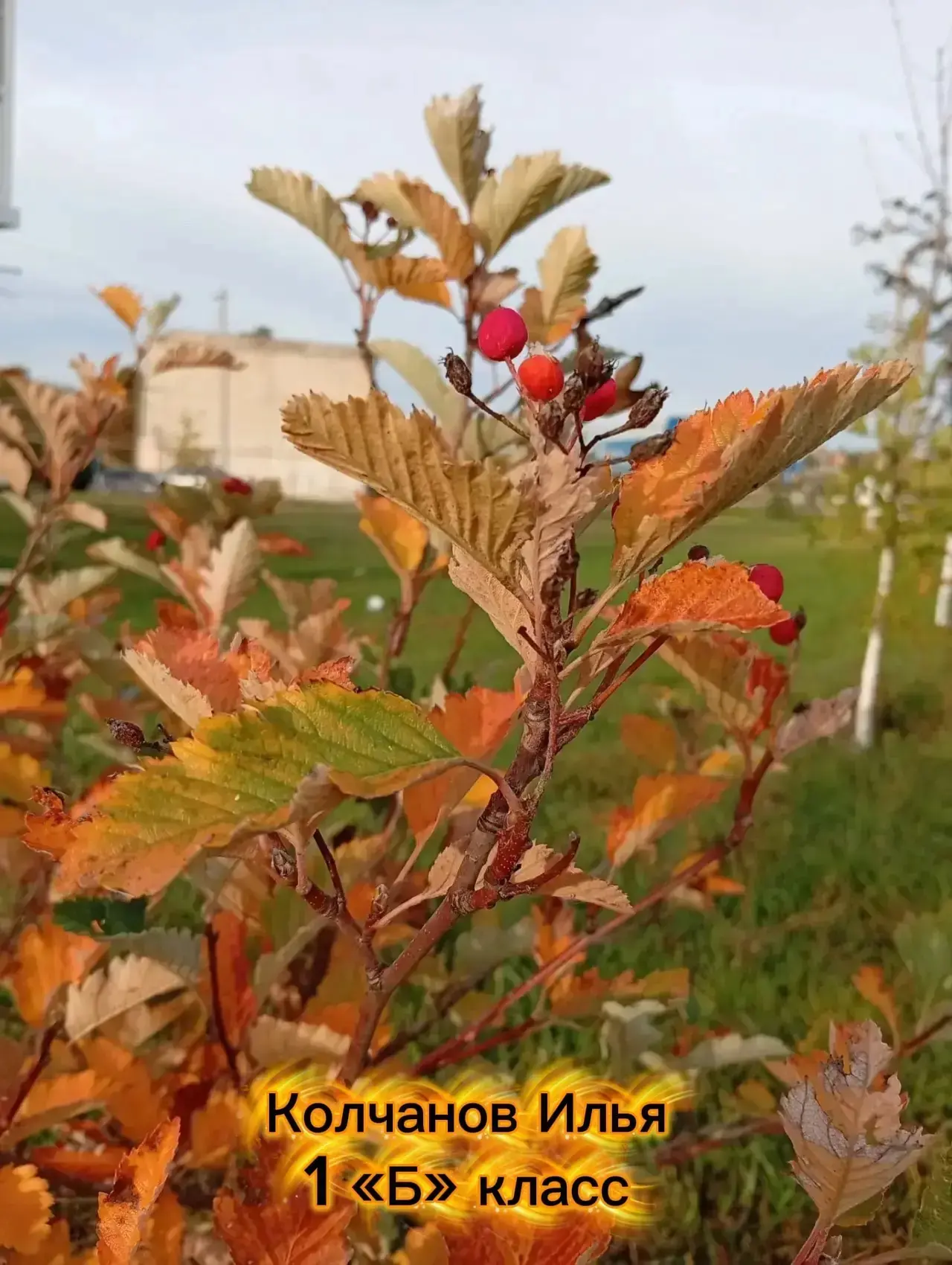 🍁 ОСЕНЬ, ОСТАНОВЛЕННАЯ НА МГНОВЕНИЕ 🍁