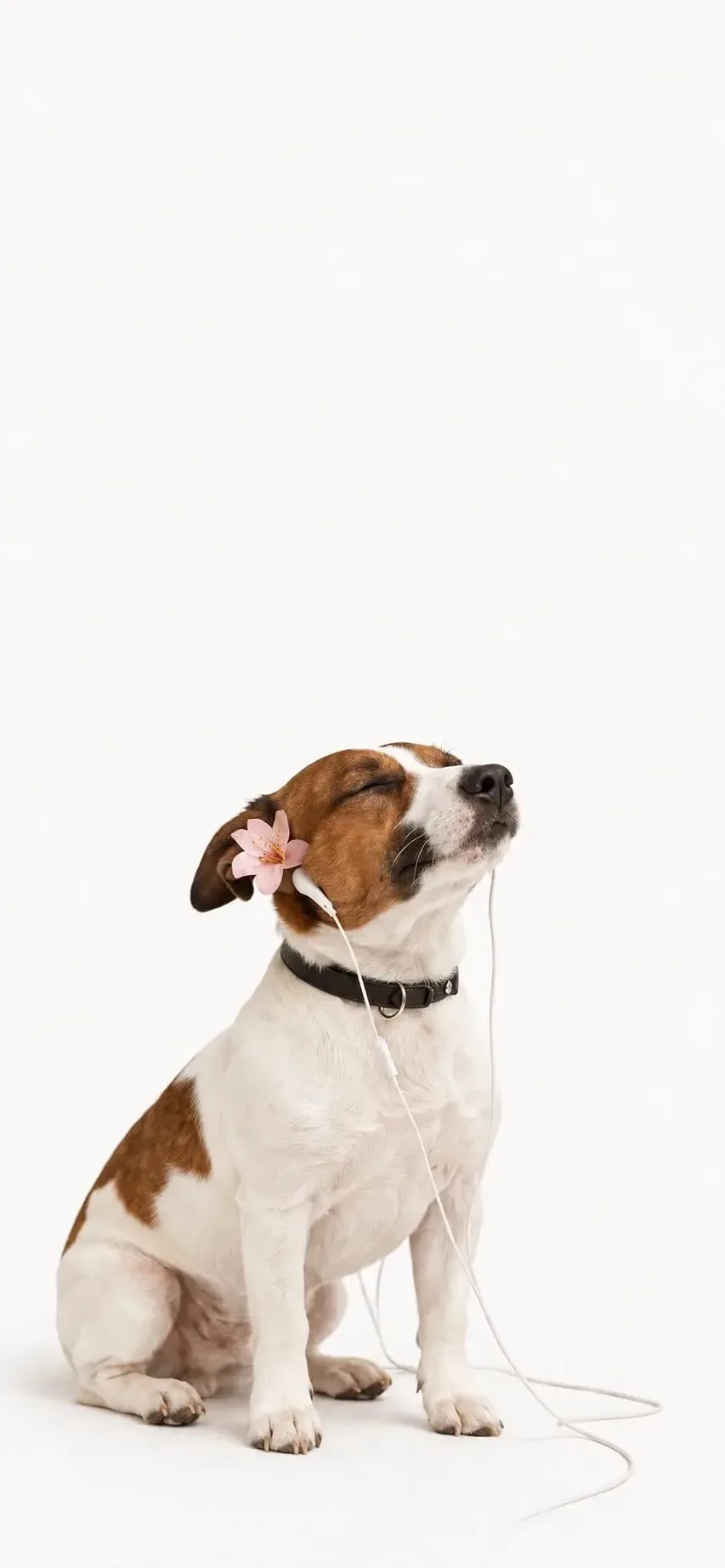 Милые обои с Джек Рассел терьером 🐶