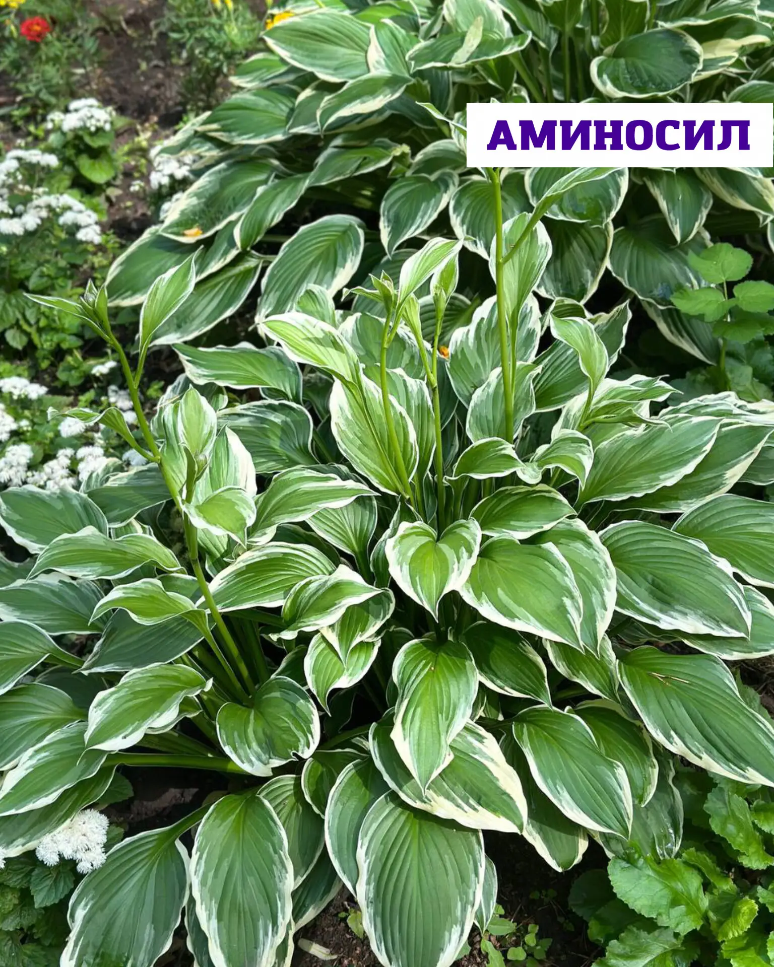 🌿 Хосты без хлопот перезапуск сада   Хосты — идеальные растения для тех, кто хочет максимум декорати