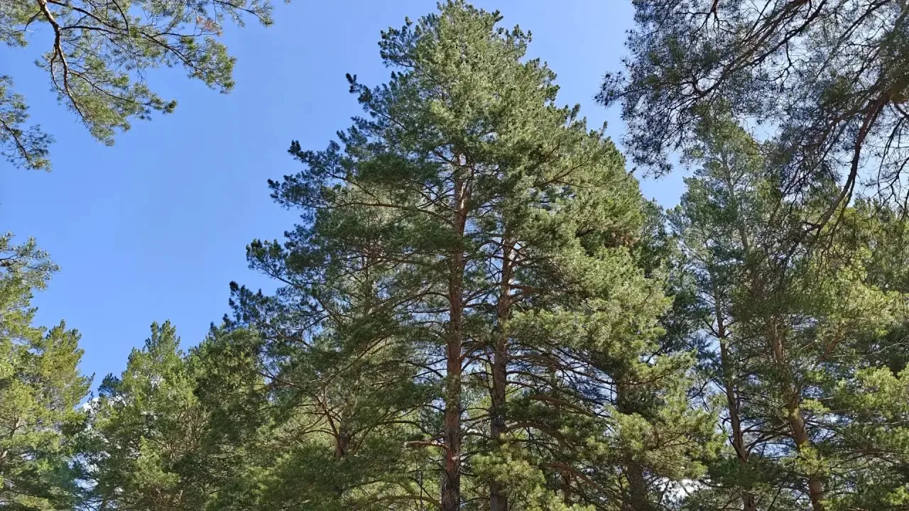 🌲🌳На 31 июля 2026 года лесопожарная обстановка в Забайкальском крае остаётся стабильной.