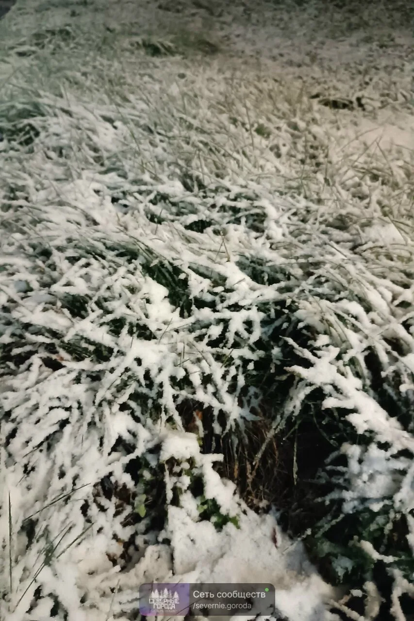 Лесной, засыпает первым снегом