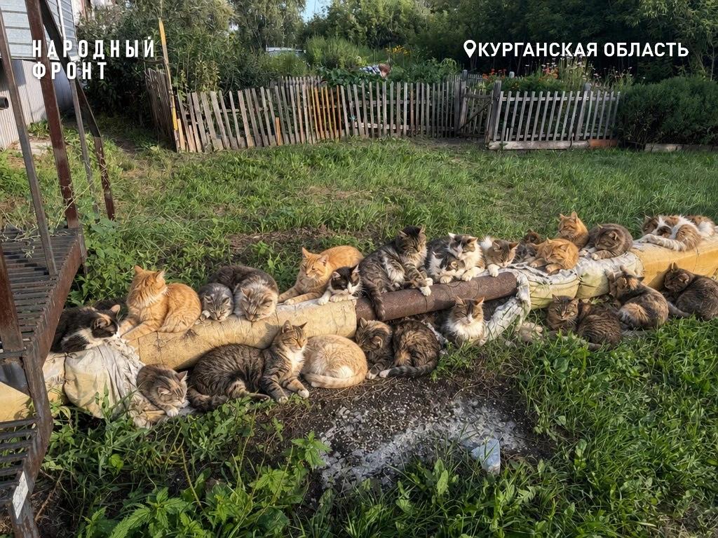 А сколько котиков нужно, чтобы согреть голые трубы в вашем дворе?
