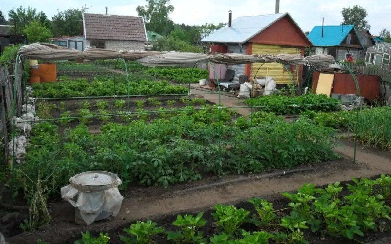 Кто с кем не дружит в огороде.