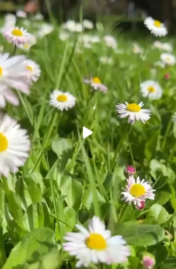 🌸 Нежный цветочный день в парке «Ривьера»

 В сочинском парке «Ривьера» начинается с аромата цветов