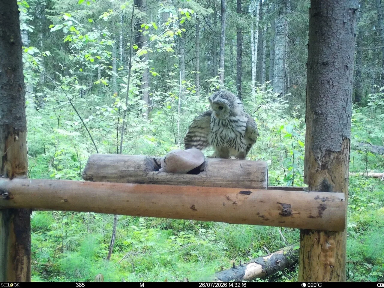 Редкая неясыть попала на видео в Сольвычегодском заказнике ⚡