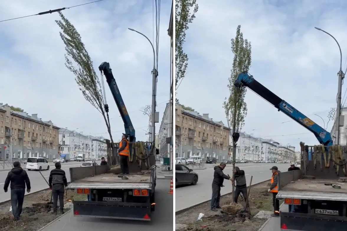 Живую изгородь из 90 тополей высаживают на проспекте Дзержинского в нашем районе - крас...