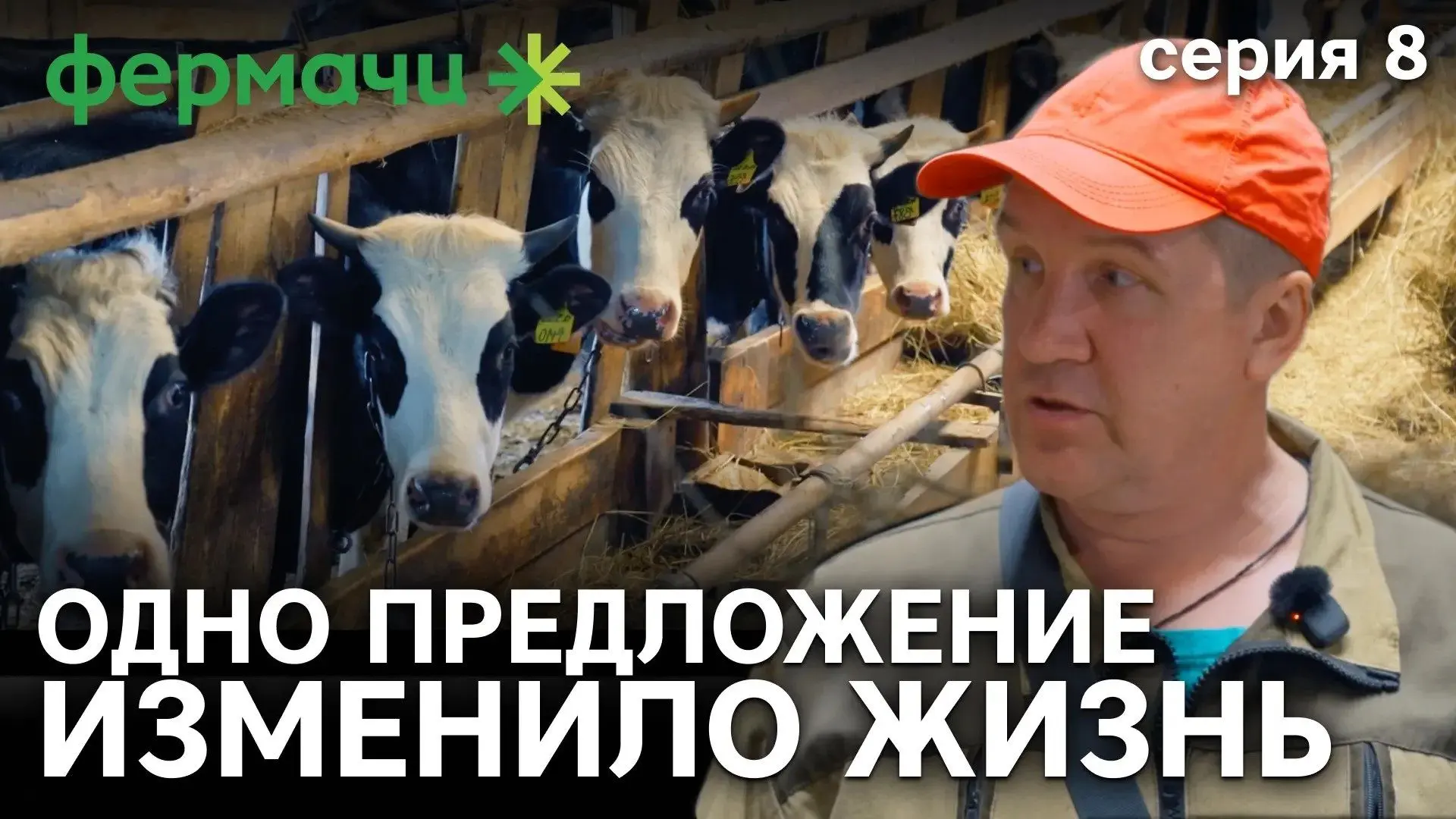 Фермерское хозяйство Павла Шашурова в Ярославской области: 116 голов КРС, ярославская п...