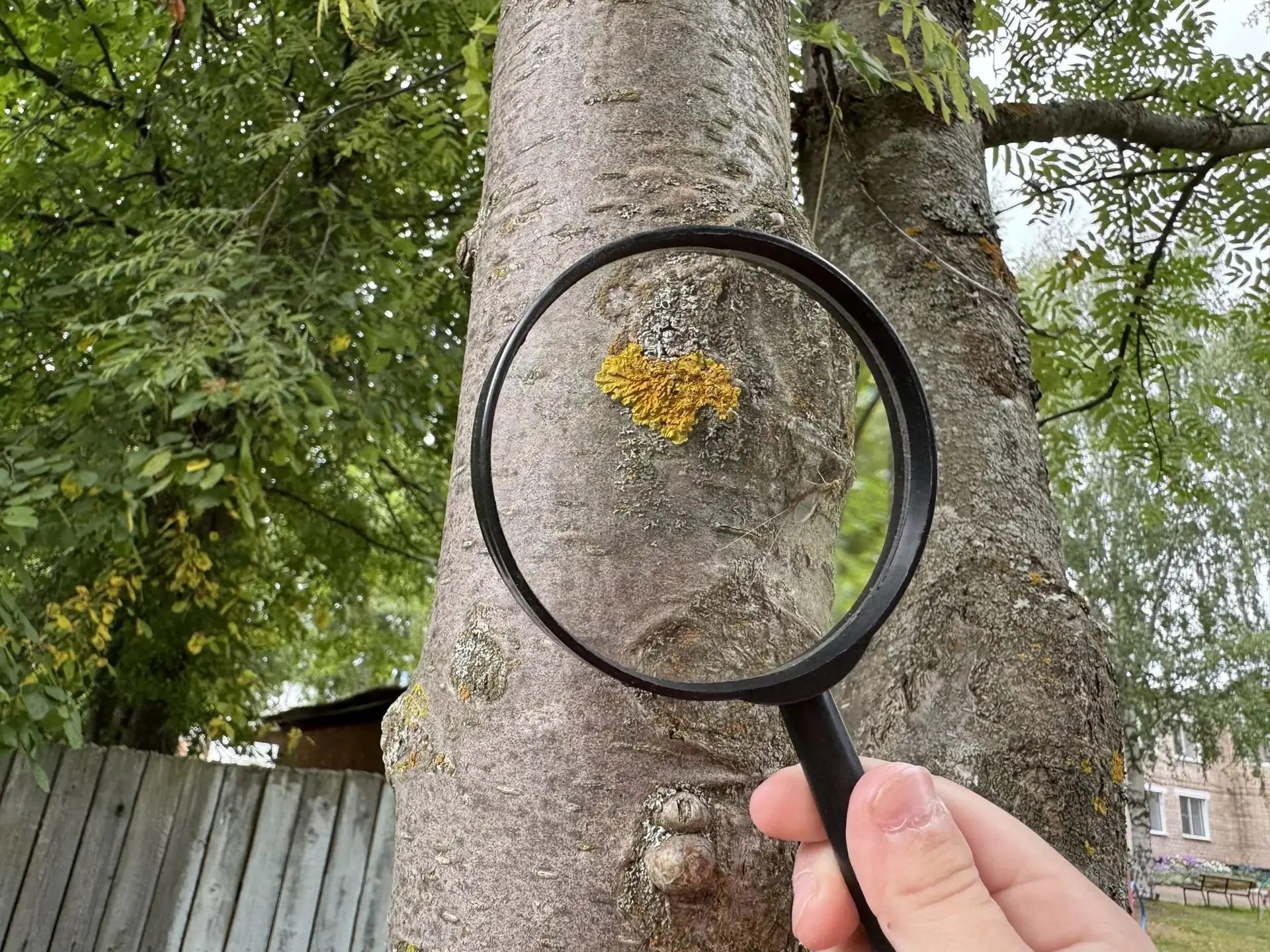 🌳 Знакомимся с миром деревьев!