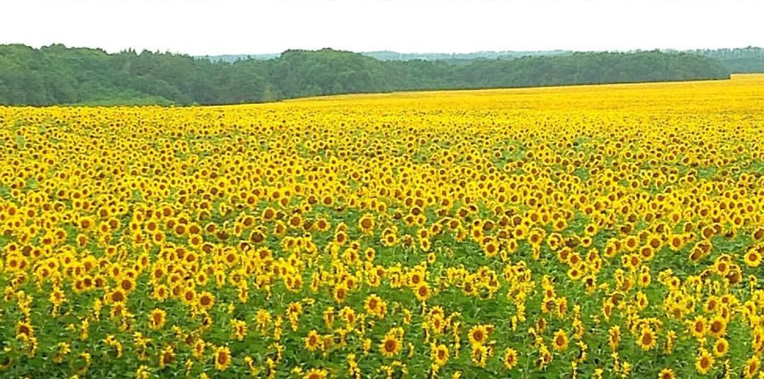 Просторы Белогорья🌻🌻🌻

👉 Читайте официальный канал Белгорода в MAX