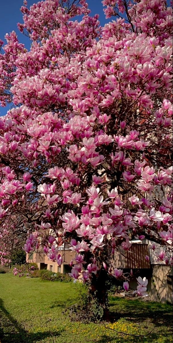 Доброе утро🌺