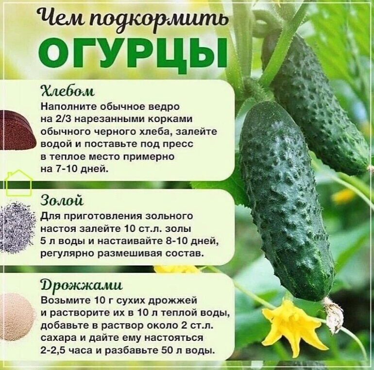 oлeзнaя шпapгaлкa