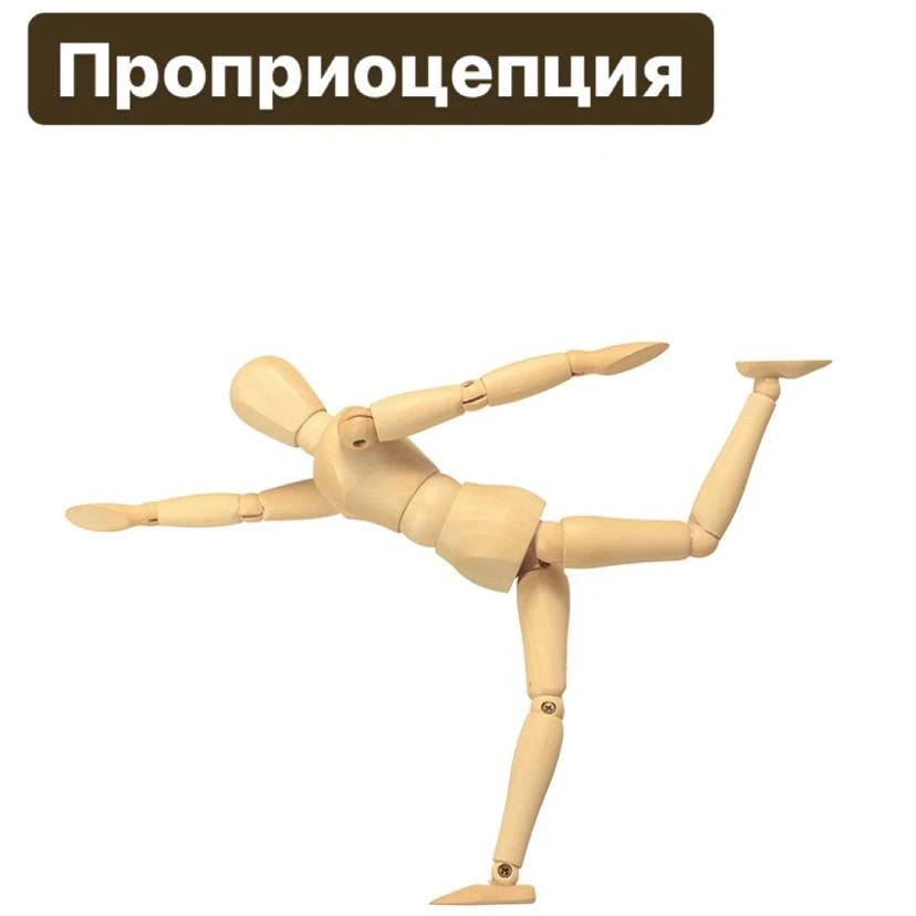 Проприоцепция - что за загадочное слово?