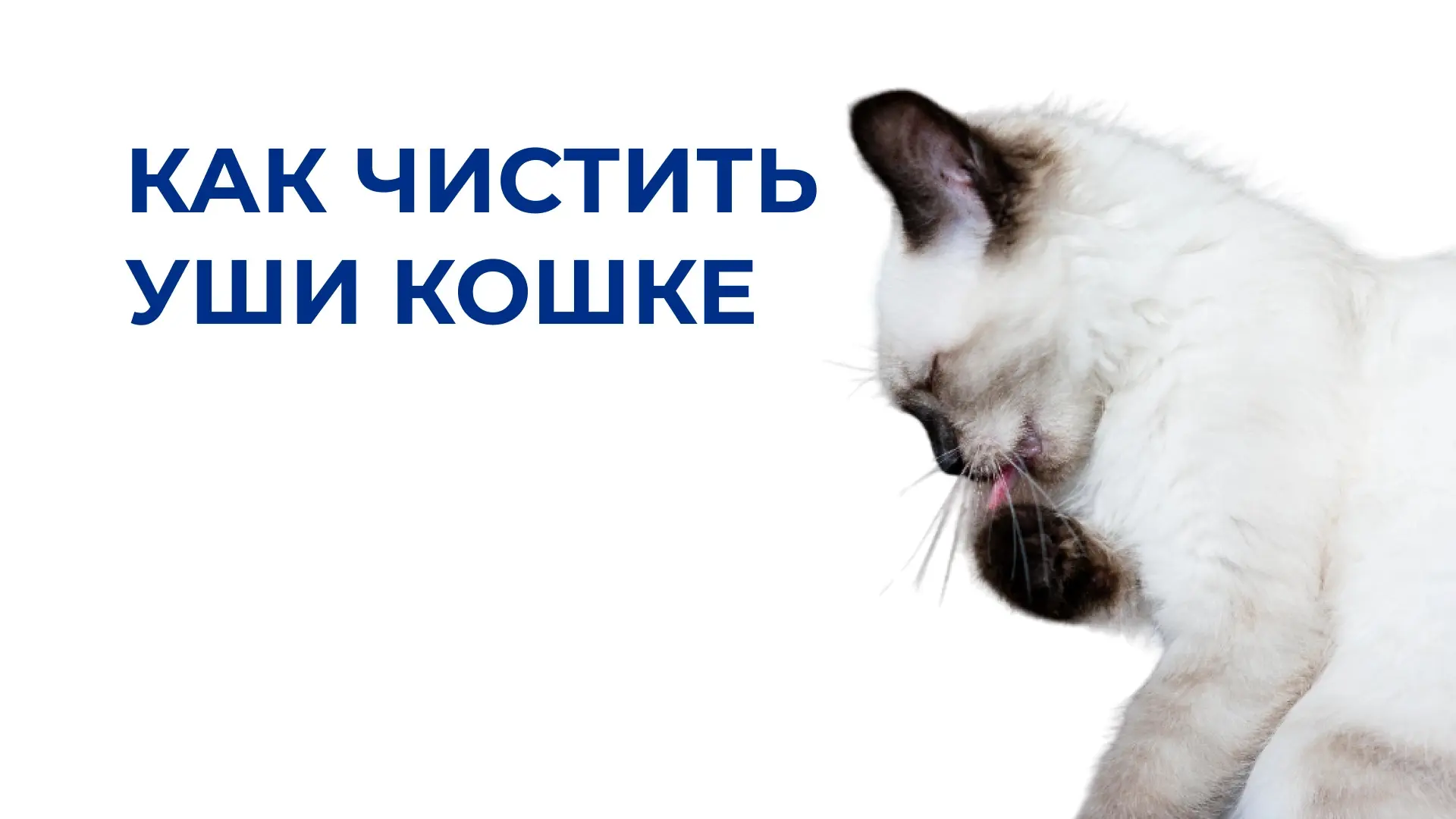 Как правильно чистить кошке уши?