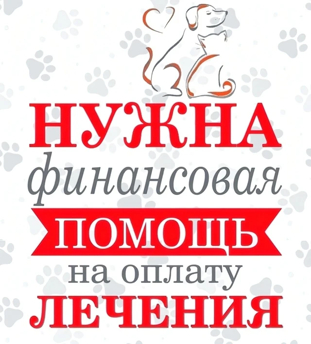 🆘🐾 Наши новости и срочный сбор: помогаем Изюму и присматриваем за Шустриком🆘