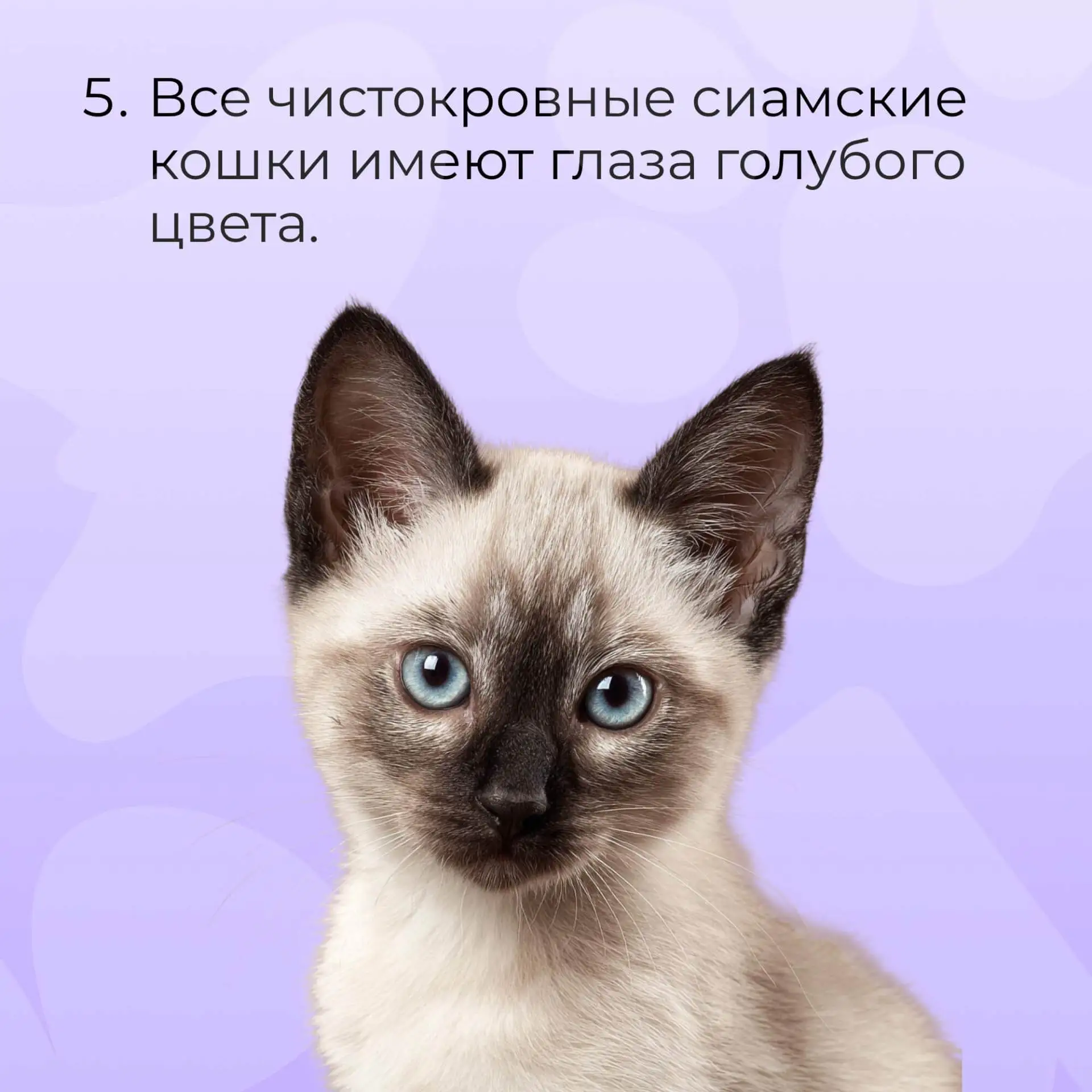 А вы знали эти факты о сиамских котах?🐈