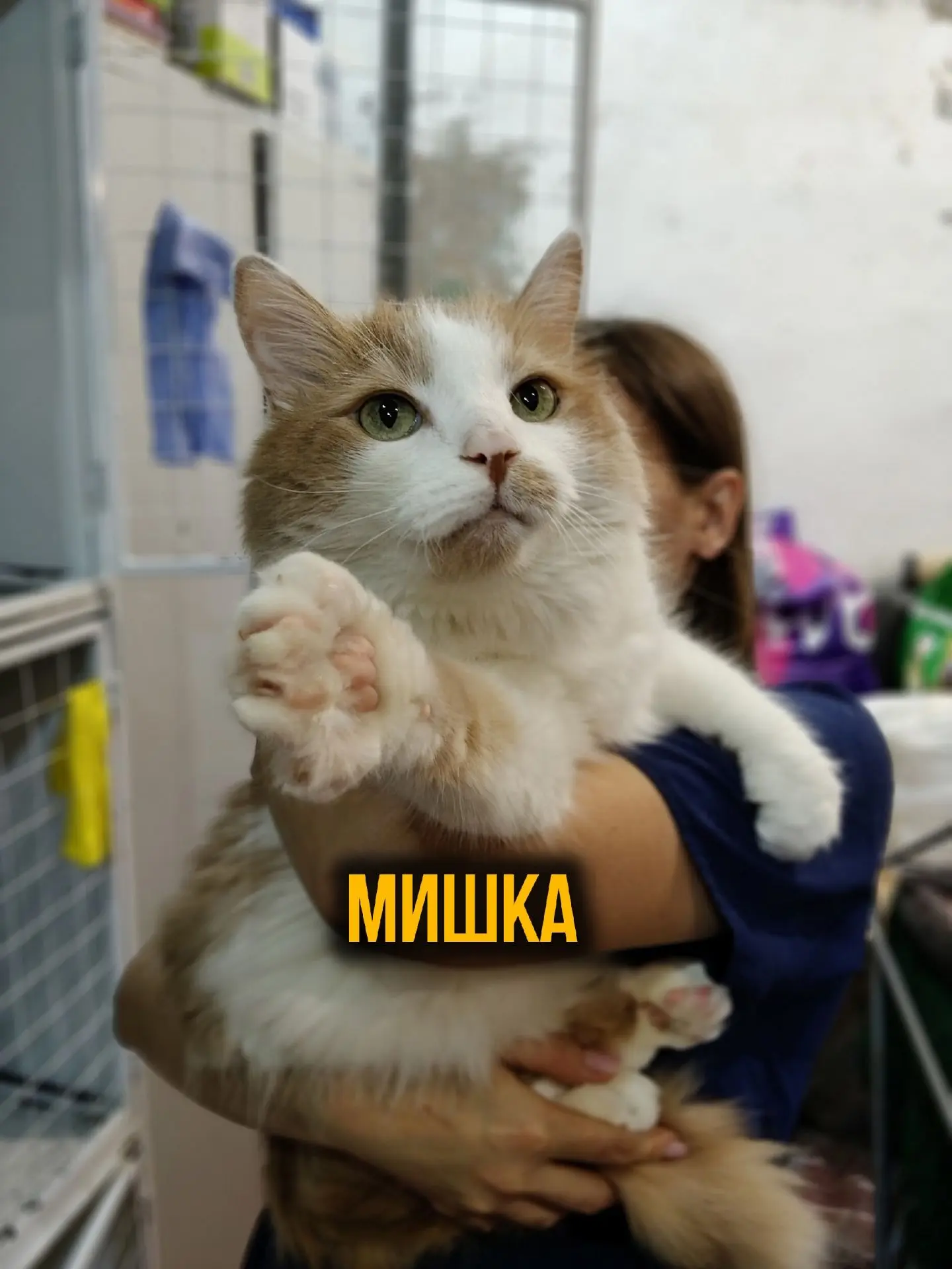 Мишка! 
 
Шикарный 8-летний котище! Не котик, а именно котище, потому что он большой, очень пушистый