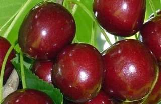 🍒 Черешня Овстуженка — раннеспелый сорт, который не подведёт даже после суровой зимы. Урожай снимаю