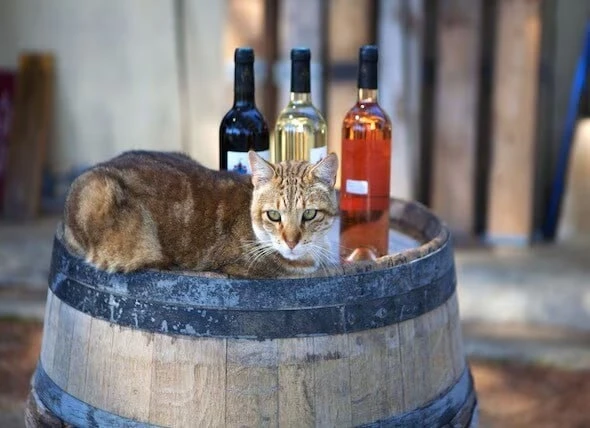 🥃 День спиртоглотов отмечается сегодня.

Отправьте всем причастным.

❤️ Подписаться в Макс
Прислать