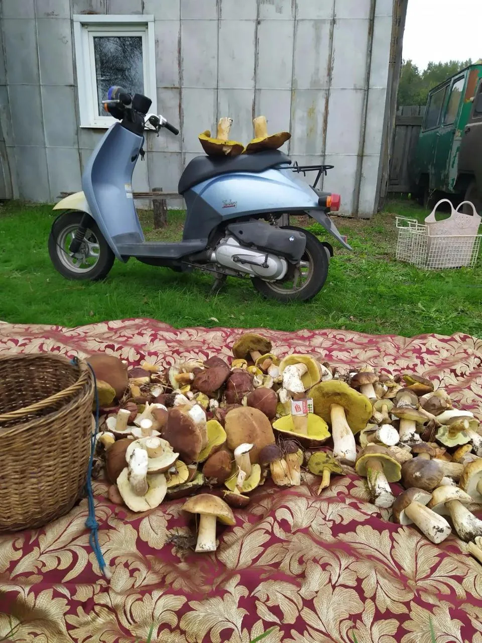 С добрым грибным утром!