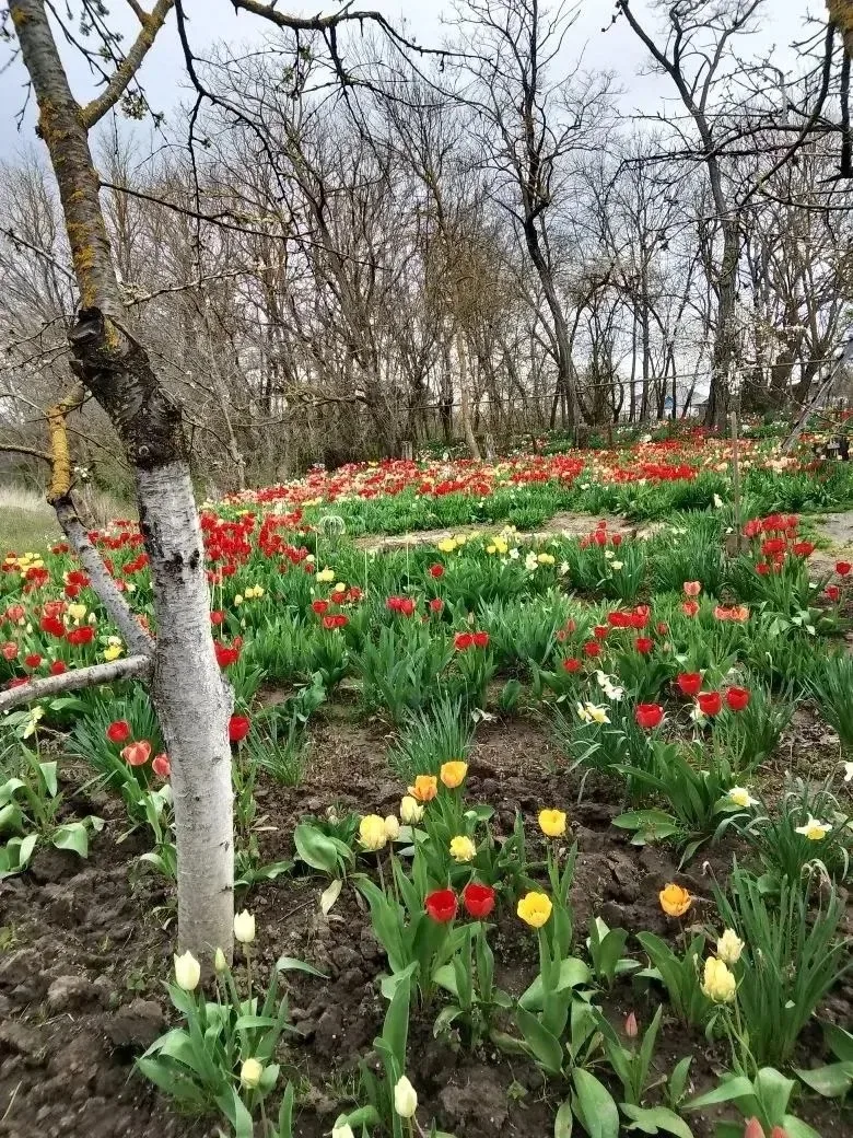 🌷🌹Наши подписчики продолжают делиться цветочным великолепием своих клумб.  Вы только посмотрите, как