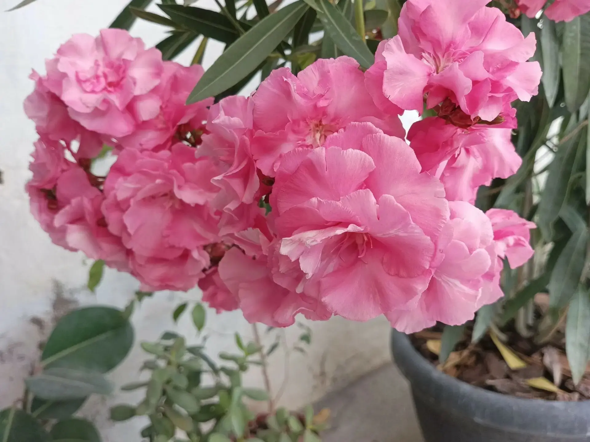 🌱🌸 ВСЁ ДЛЯ САДА И ОГОРОДА — В ОДНОЙ ГРУППЕ! 🍓🌿