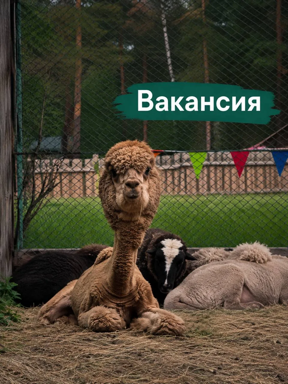 📢 Друзья, мы ищем сотрудника в команду Этнозоопарка! Требуется «Работник по уходу за ж...