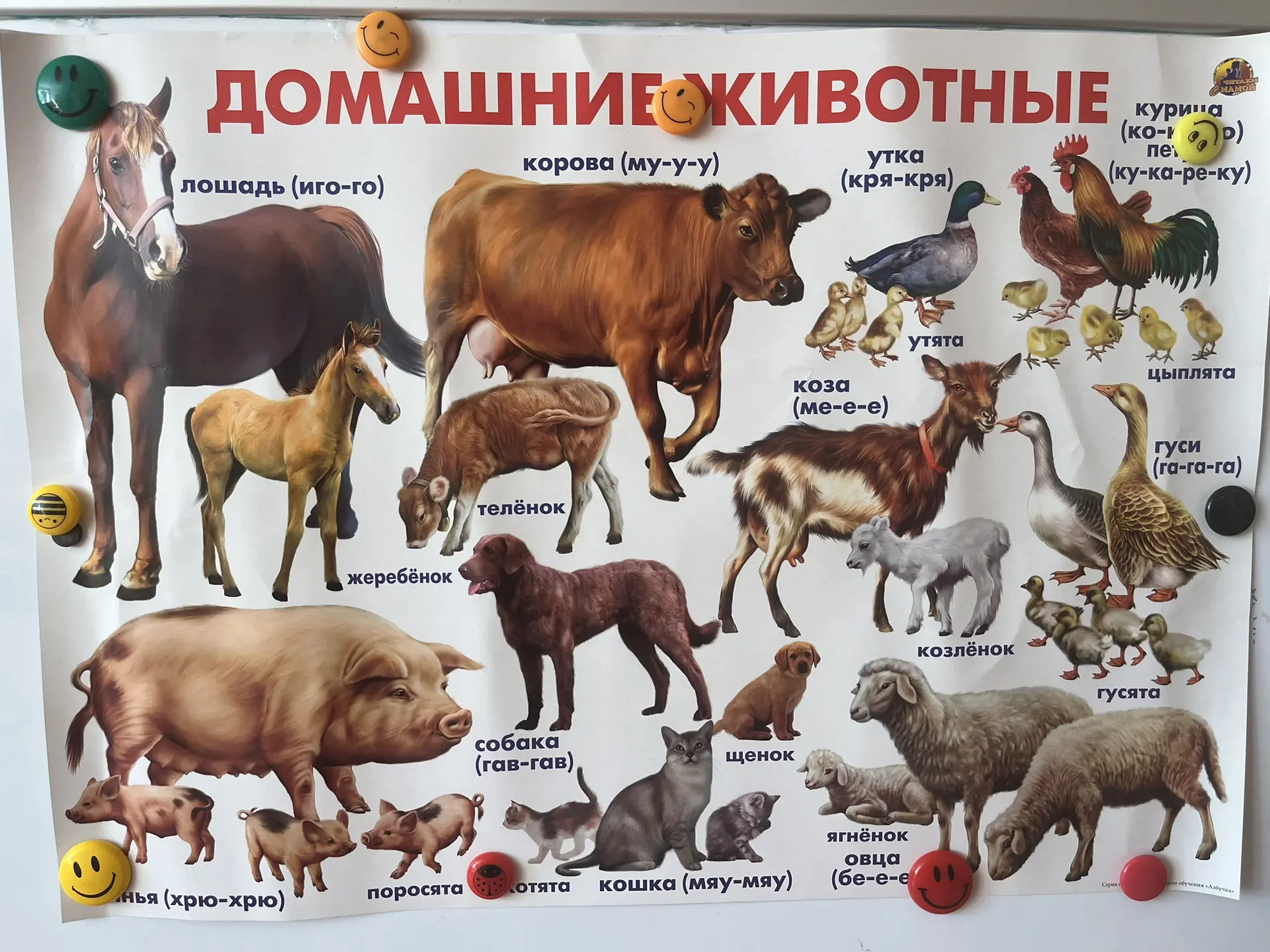 Ребята младшей группы „Малышка“ познакомились с «Домашними животными».