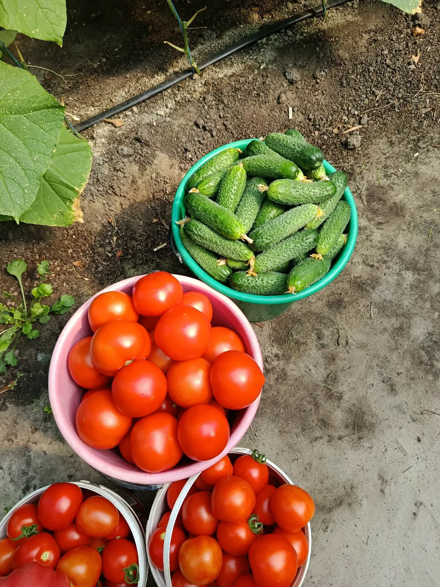 Продам огурцы! Цена 80₽/кг. Помидоры 150₽/кг. Перец 🌶 Горький 20₽/штучка. Самовывоз из...