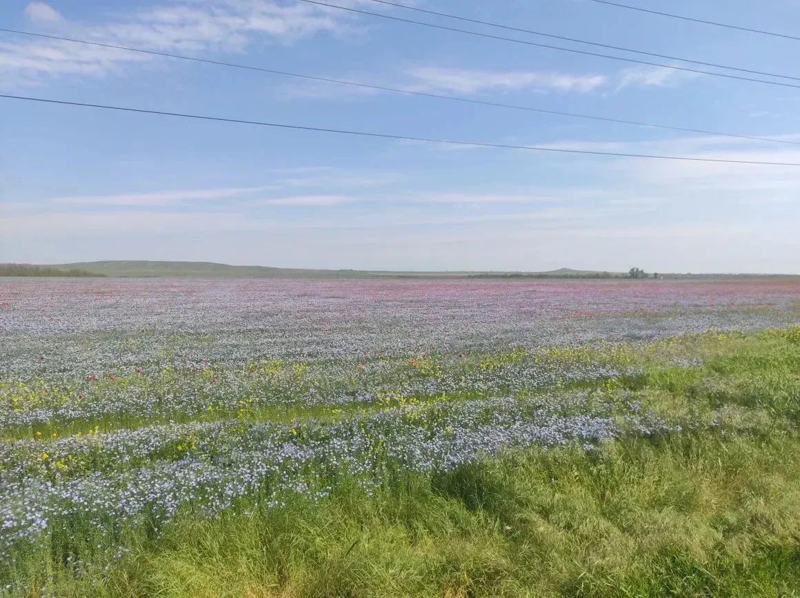 🌸 Яркие фиолетово-красные поля украсили горизонт.   Место для фото: дорога из Ахтанизовской в сторон