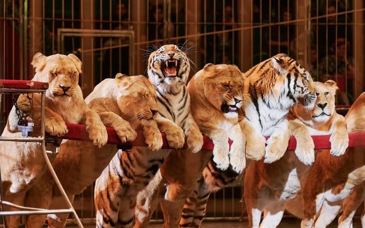 Хищники в Ярославле 🦁