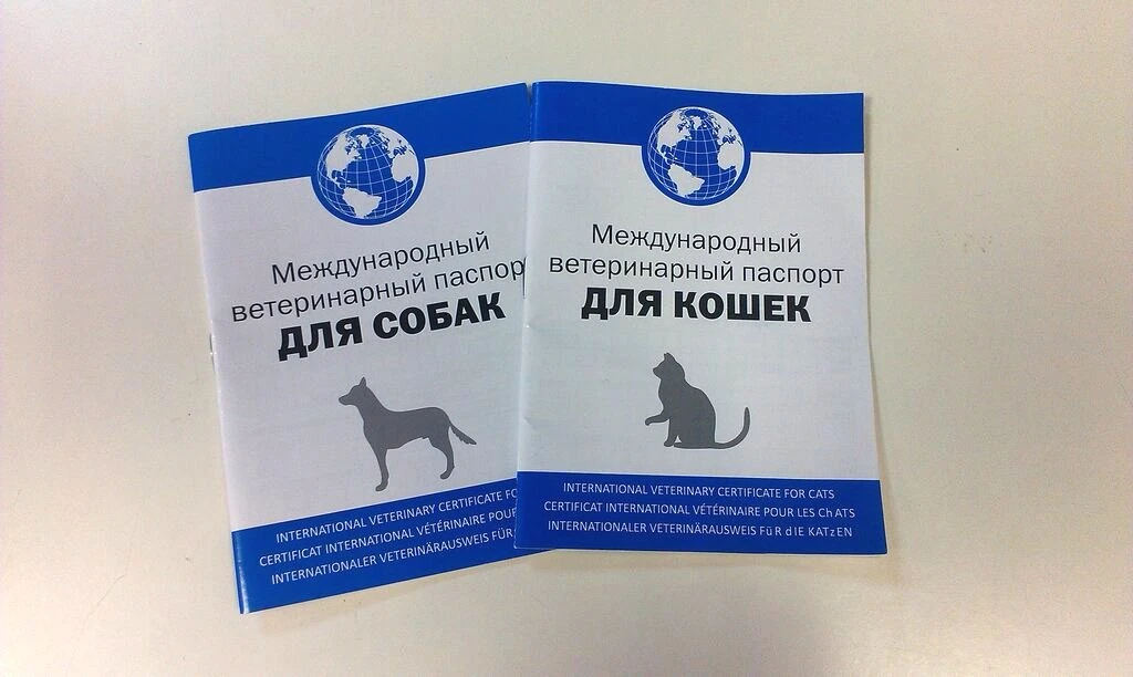 Документ, который сопровождает собаку на протяжении всей его жизни, — это ветеринарный ...