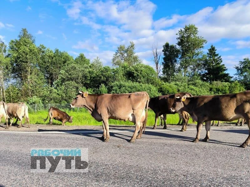 Под Смоленском стадо коров перегородило проезд по трассе М-1