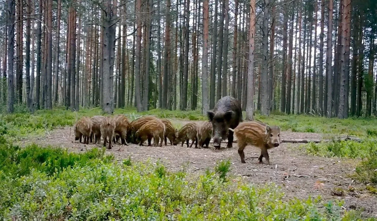 Кабаны уничтожают урожай жителей Ленинградской области