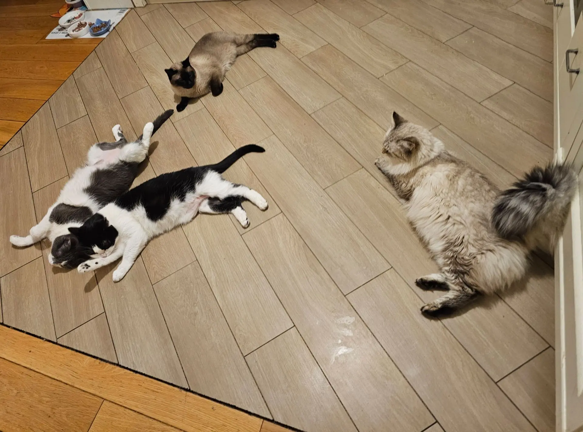 Похолодало немного. Включили тёплый пол. 😁 Сразу всё почуяла котобанда. 😻