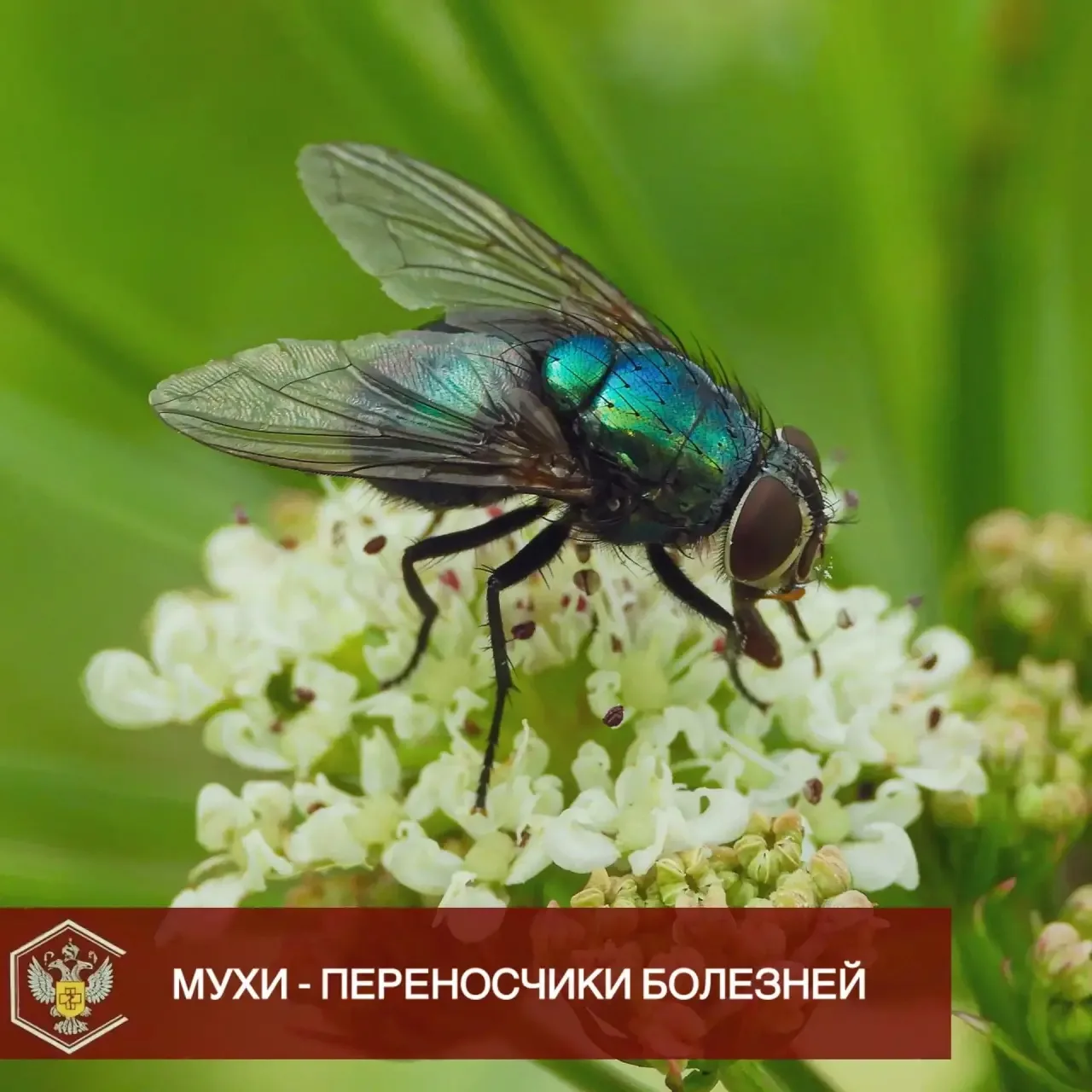 🪰 Мухи – переносчики многих заболеваний, опасных для человека. В слюне мух содержатся ...