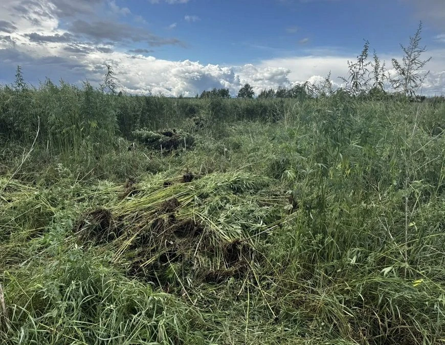 В Комсомольском районе сотрудники полиции уничтожили около семи тысяч кустов дикорастущ...
