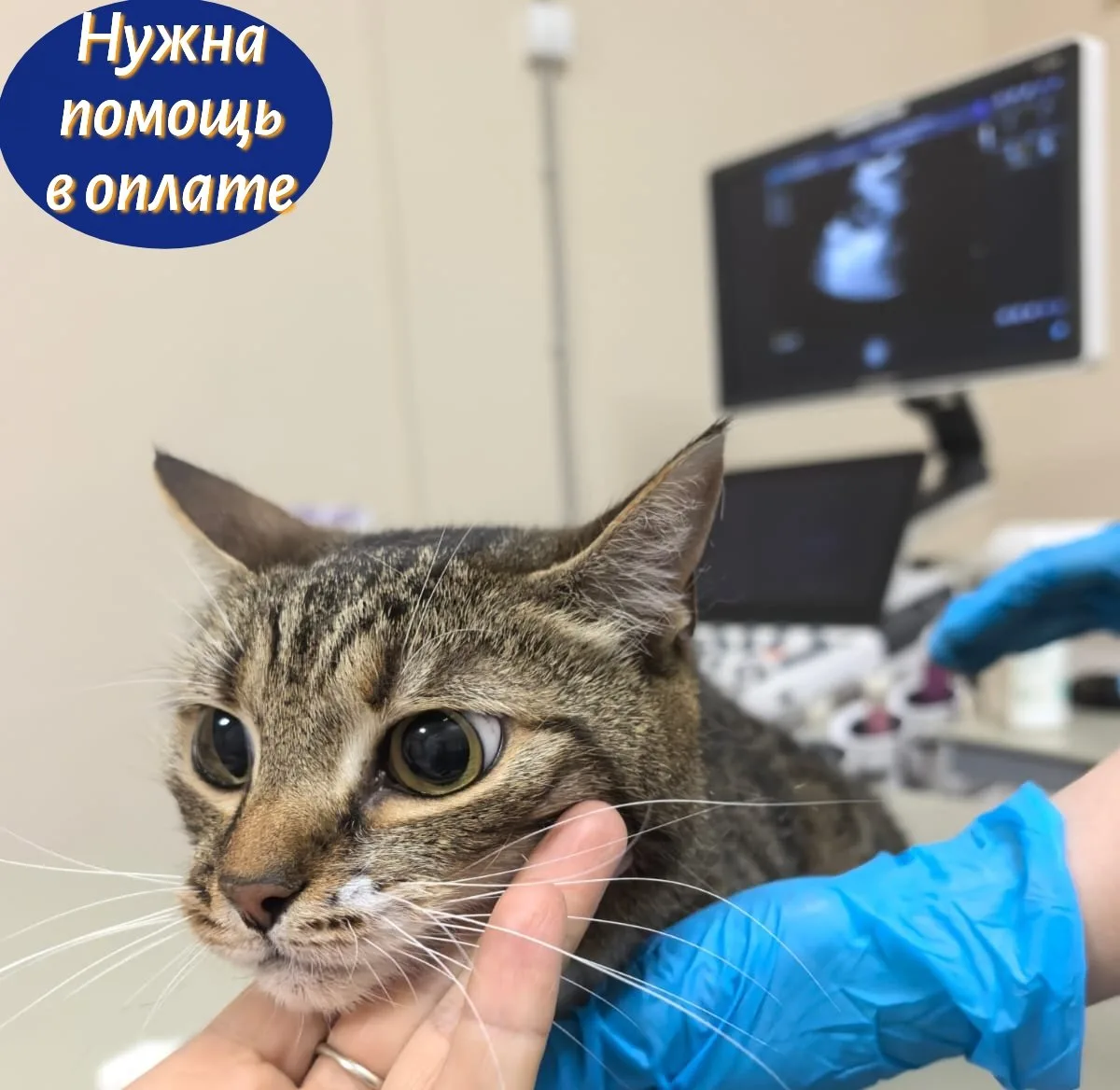 Дорогие друзья, сегодня у нашей Маркизы важный день - ей предстоит операция. Врач удали...