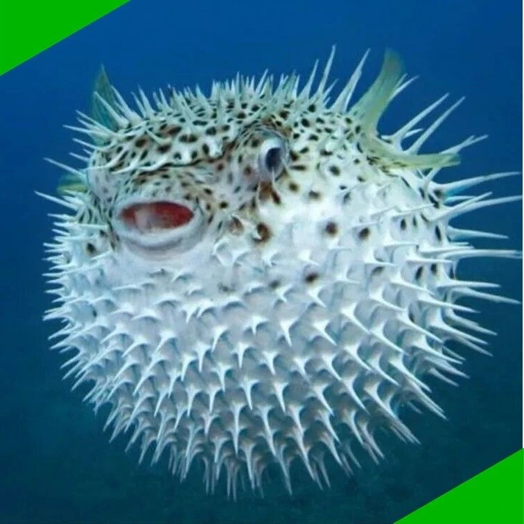🎣У Владивостока рыбаки все чаще вылавливают ядовитых рыб, которые еще в 1990-х встречались преимуще