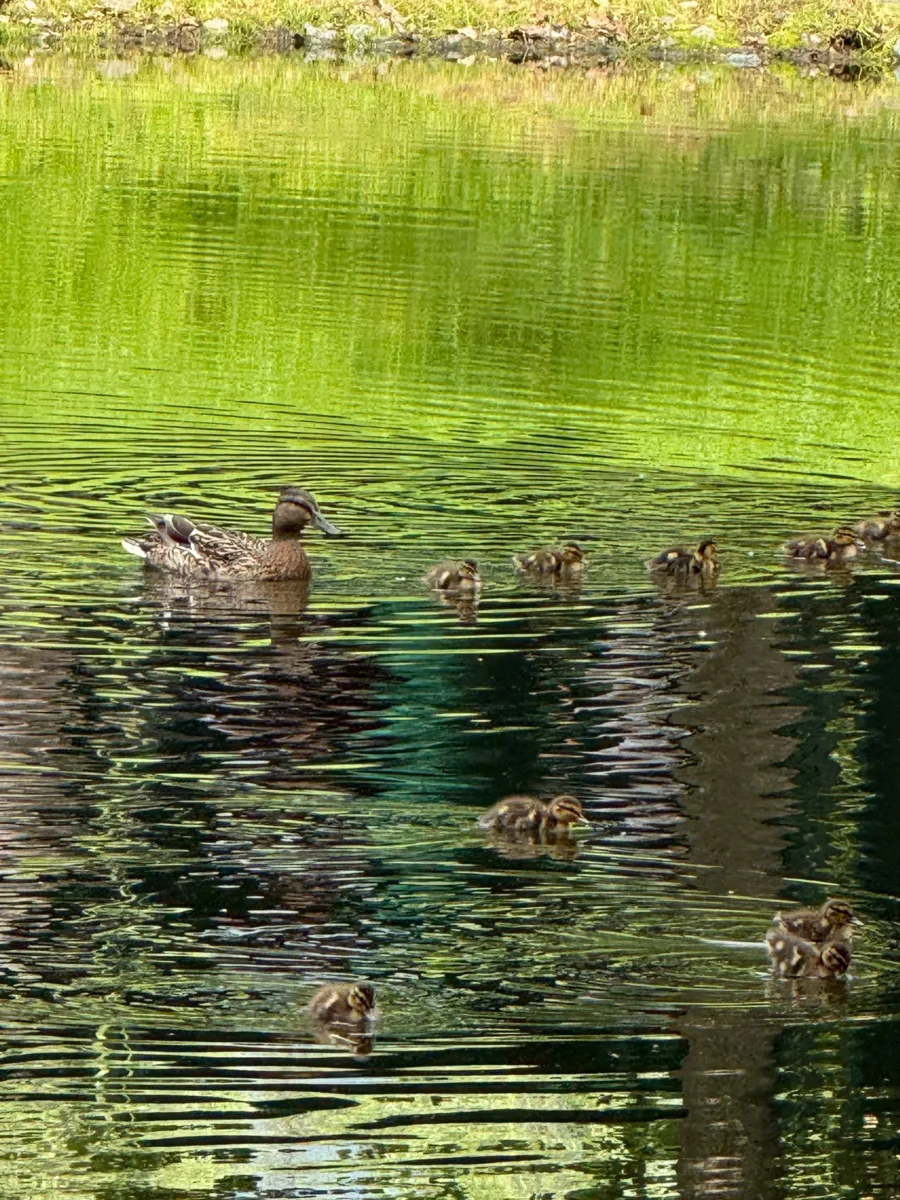 Чудесным утиным семейством поделилась Татьяна Дьякова❤️🦆