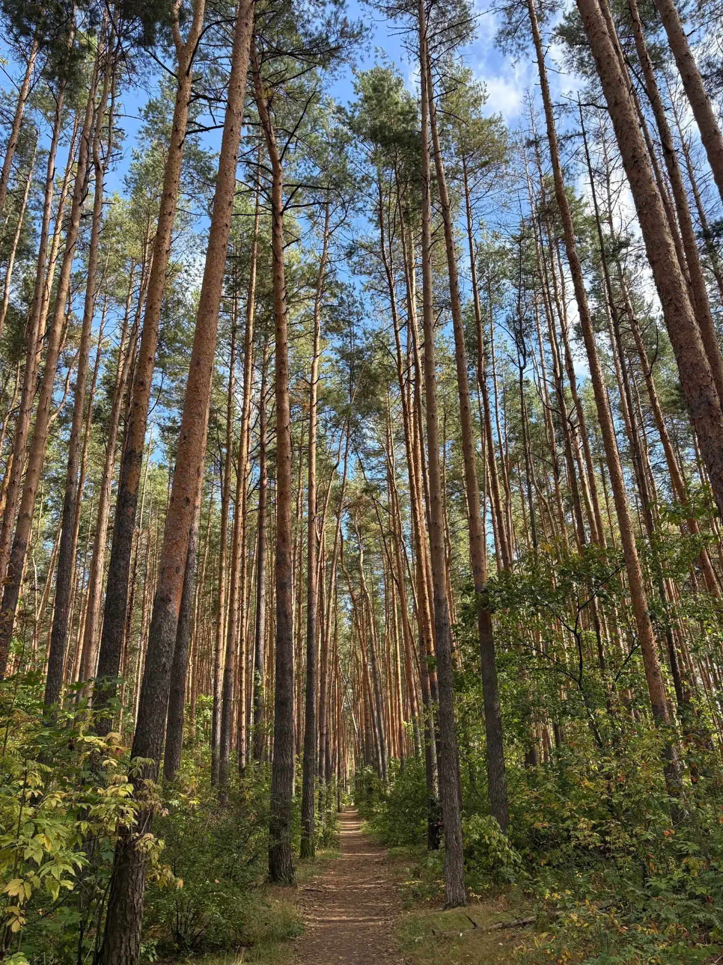 Тропа здоровья
