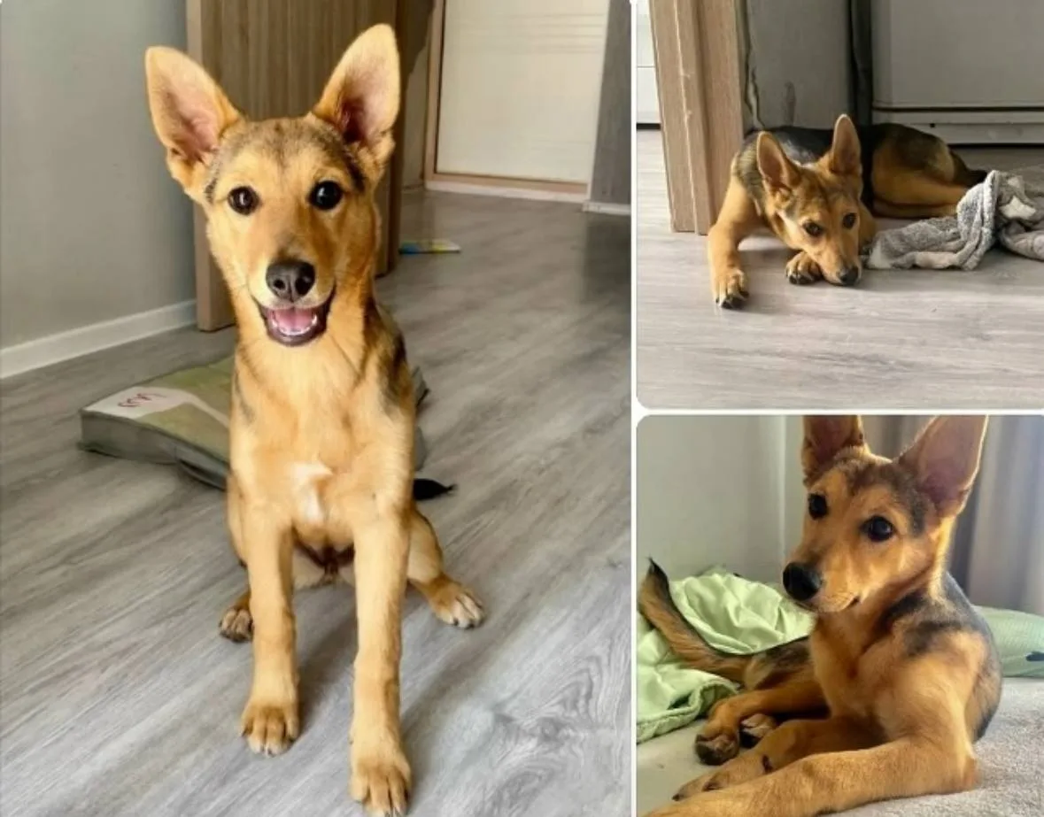 ЛИСА - ИДЕАЛЬНАЯ ДОМАШНЯЯ СОБАКА, КОТОРУЮ ПРОСТО ВЫБРОСИЛИ.🐕

Лиса – нежная, игривая и очень благод