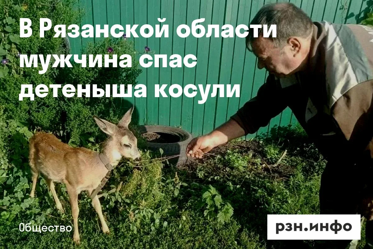 В Рязанской области мужчина спас детеныша косули