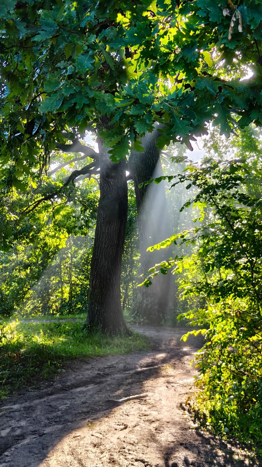 Красавчик дуб 🌳 в лучах утреннего солнца 🌅