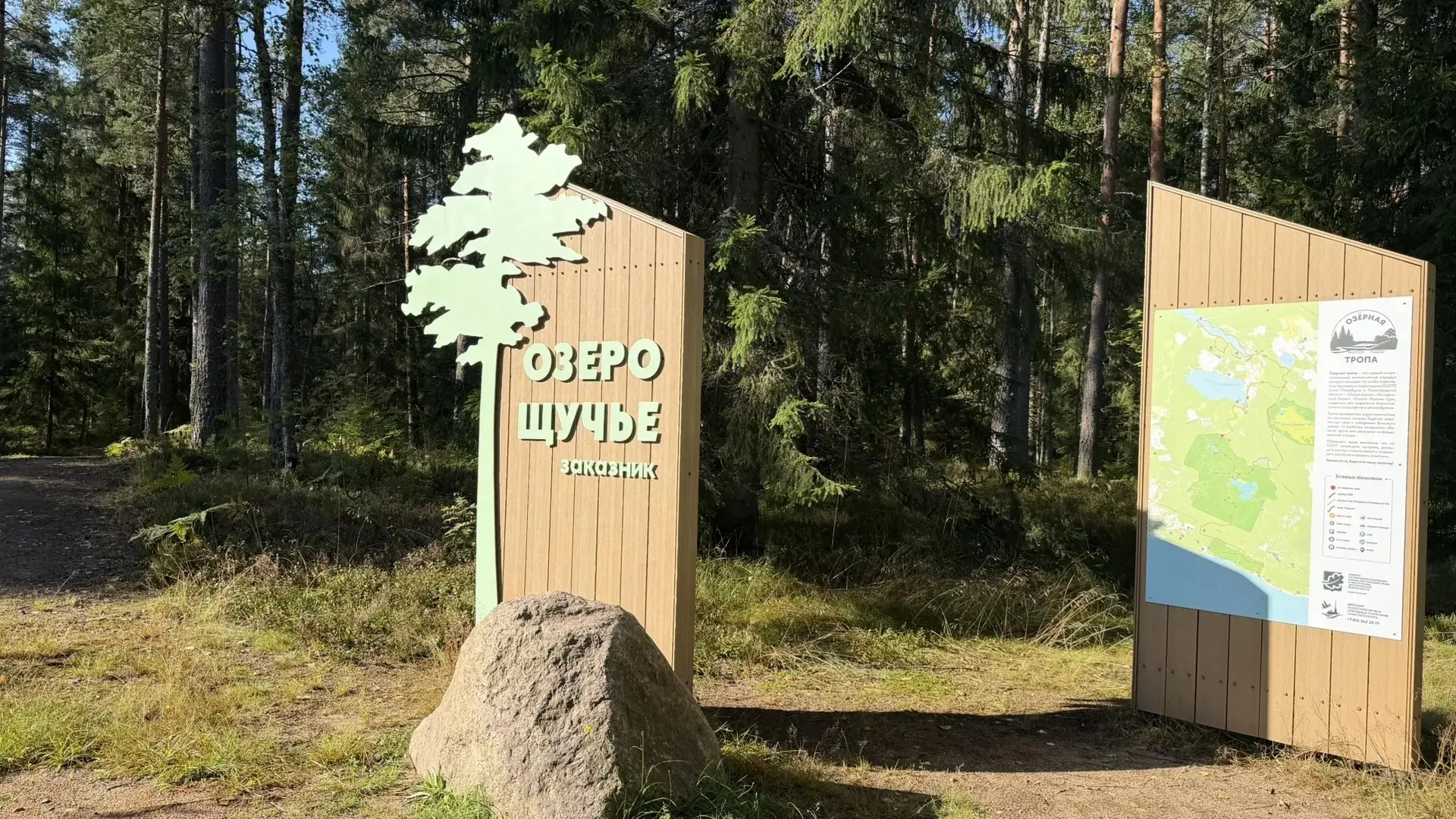 🌲 250 сосен высадили в заказнике «Озеро Щучье»