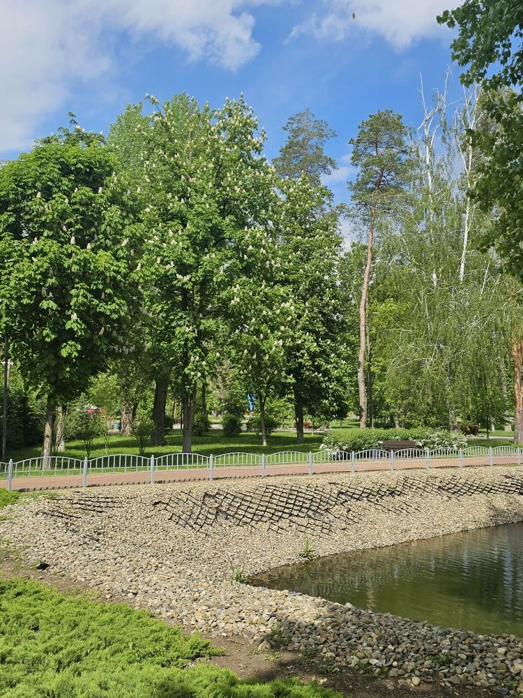 🌳 Каштаны в Комсомольском парке — во всей красе!  💮 Белые «свечи» на ветвях, лёгкий весенний ветерок