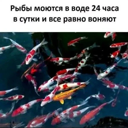 🕊️ твоя