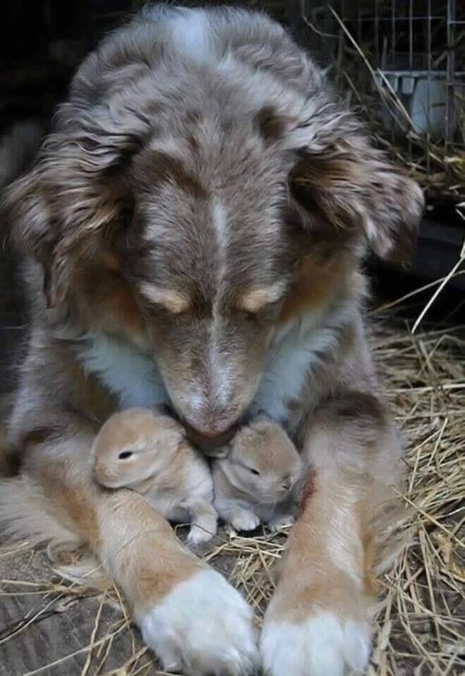 Чужих детей не бывает! ❤