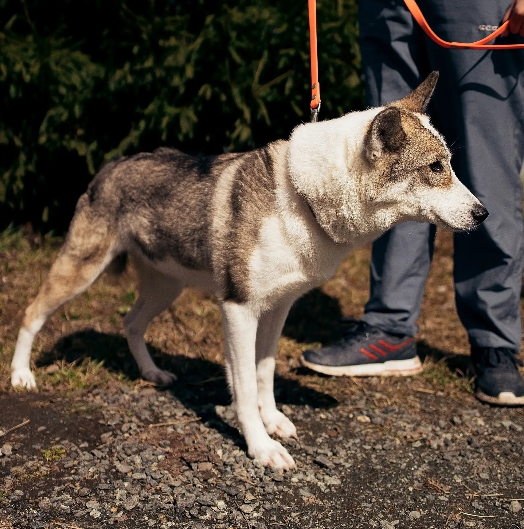 🐶 Подопечная Первоуральского Приюта ищет дом!

✅ Кличка: Ралли
✅ Возраст: 1,5 - 2 года
✅ Пол: сука
