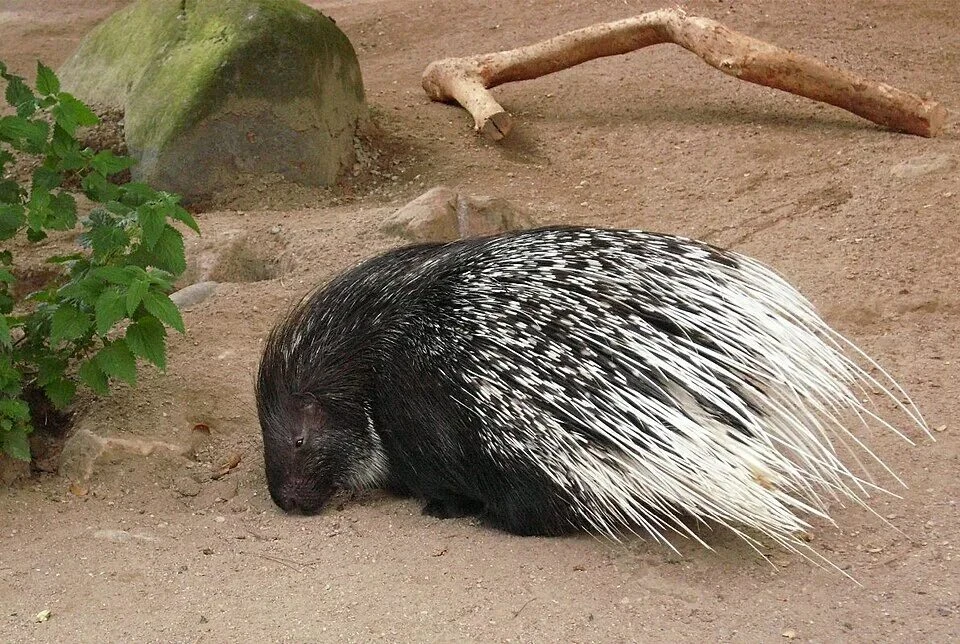 🦔 Дикобраз