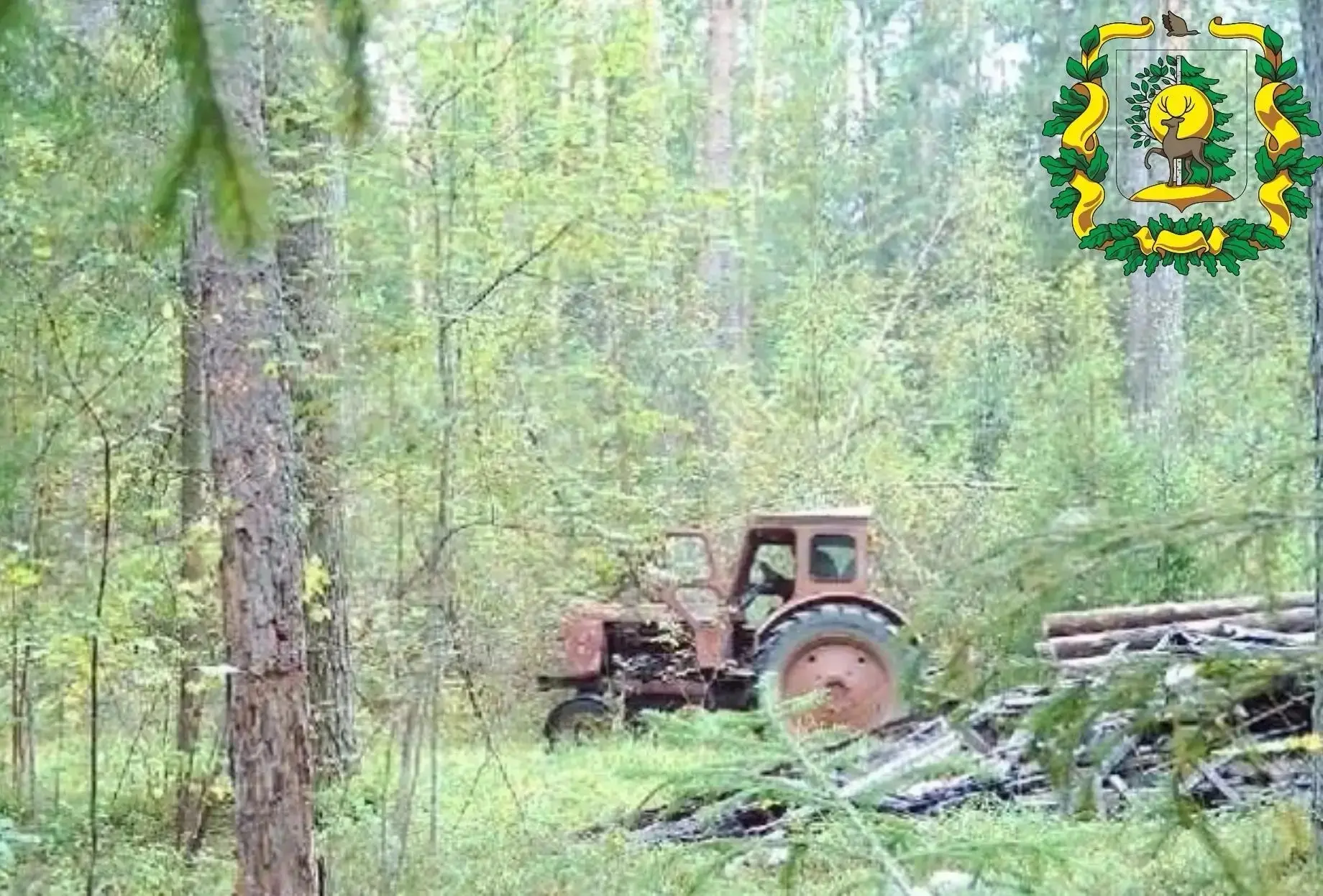 🪓В Арзамасском округе фотоловушка помогла найти воришек деревьев.